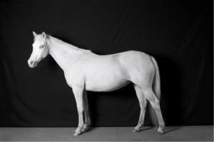 Elena Anosova, “White horse”