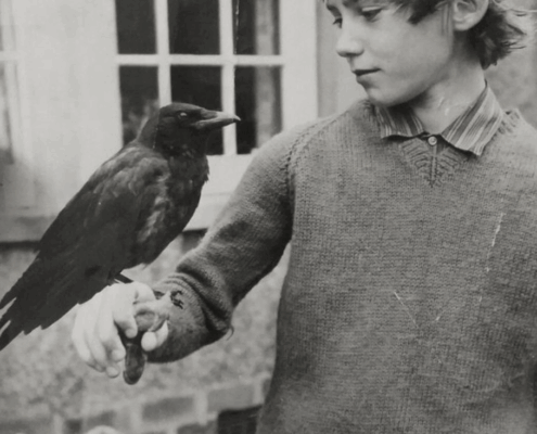 bambino e corvo